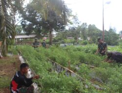 Sukseskan Program Ketahanan Pangan Anggota Makodim Panen cabe dan Terong