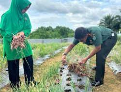Dandim 0116/Nagan Raya Dampingi Ketua Persit Kartika Cab XL Panen Bawang dan Cabe di Makodim