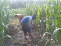 Sukseskan Program I’M Jagong Babinsa Koramil 05/Darul Makmur Rawat Tanaman Jagung