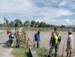 Sukseskan Ketahanan Pangan Nasional Babinsa Koramil 03/Seunagan Timur Laksanakan Komsos dengan Petani