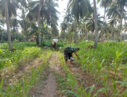Sukseskan Program I’M Jagong dan Ketahanan Pangan Nasional Babinsa Laksanakan Pemupukan Tanaman Jagung