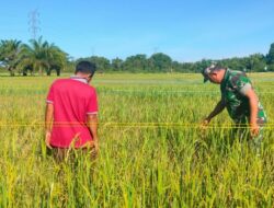 Babinsa Koramil 04/Meureubo Dampingi Petani Sweeping Hama Sekaligus Cek Buah Padi Yang Mulai Menguning