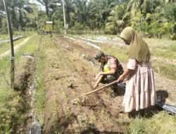 Topang Ketahanan Pangan, Babinsa Koramil 04/Meureubo Bantu Petani Bersihkan Gulma Rumput Liar Di Kebun Kangkung