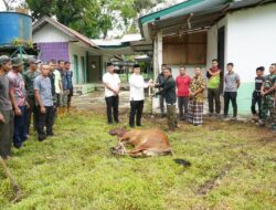 Tradisi Menyambut Bulan Suci Ramadhan, Korem 012/TU Sembelih Hewan Meugang