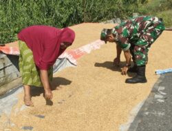 Wujud Kepedulian Kepada Warga Binaan, Babinsa Koramil 04/Meureubo Bantu Petani Jemur Padi Hasil Panen