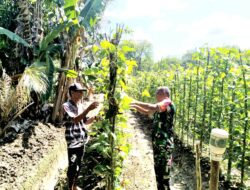 Wujudkan Kesejahteraan Petani, Babinsa Koramil 04/Meureubo Turut Bantu Merawat Tanamannya