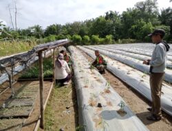 Babinsa Koramil 05/Darul Makmur Laksanakan Komsos dengan Petani Cabe