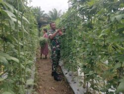 Beginilah Cara Babinsa Koramil 04/Mrb Tangguhkan Aspek Peningkatan Ekonomi Warga Melalui Pertanian