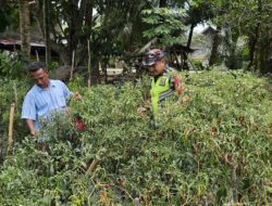 ACEH SELATAN – Saat ini peran TNI bukan saja hadir dalam mengamankan negara, lain itu juga terus berpartisipasi aktif untuk ketahanan pangan.
