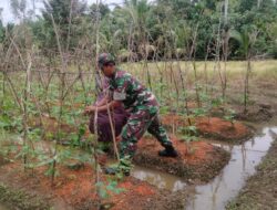 Babinsa Koramil 04/Meureubo Bantu Petani Benahi Lanjaran Kacang Panjang