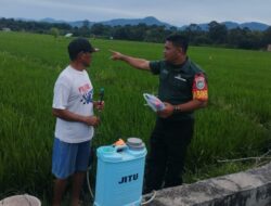 Upaya Khusus Pertanian, Babinsa Turun Sawah Bantu Pemupukan