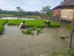 Langsung Jebur Ke Sawah, Babinsa Koramil 10/WB Edukasi Petani Bagaimana Mencabut Bibit Padi Agar Akarnya Tidak Putus