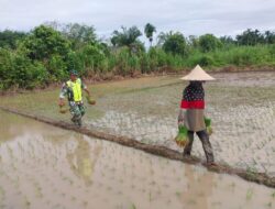 Kontribusi Babinsa Koramil 07/JP Percepat Masa Tanam Padi Petani Desa Leuhan