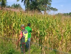 Babinsa Koramil 06/Singkohor Bersama Kelompok Tani Perkuat Ketahanan Pangan dengan Perawatan Tanaman Jagung