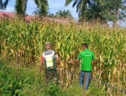 Babinsa Koramil 06/Singkohor Bersama Kelompok Tani Perkuat Ketahanan Pangan dengan Perawatan Tanaman Jagung