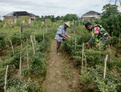 Jaga Hubungan Baik dengan Petani Babinsa Posramil Suka Makmue Bantu Petani Rawat Tanaman Cabe