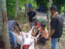 Wujud Kebersamaan, Babinsa Turut Serta Membantu Kegiatan Kurban Di Desa Binaan.
