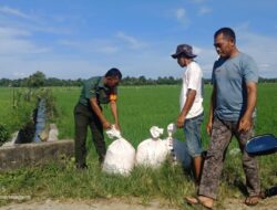 TNI di Abdya Kontinyu Majukan Program Ketahanan Pangan