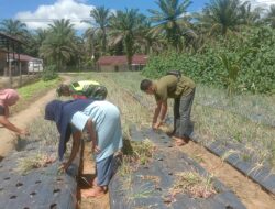 Kerja Sama Babinsa dan Dinas Pertanian: Panen Bawang Merah di Bukit Harapan