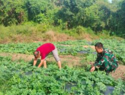Babinsa Koramil 04/Meureubo Bantu Petani Bersihkan Gulma Di Lahan Tanaman Semangka