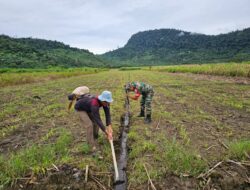 Peran Babinsa dalam Ketahanan Pangan, Serda Zainal Amri Bersama Petani Rawat Tanaman Jagung