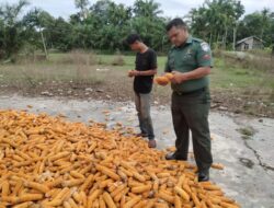 Didukung Babinsa Kodim Abdya, Hasil Jagung Petani Meningkat