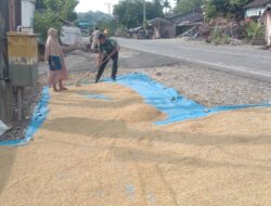 Ringan Tangan Babinsa Jeumpa Bantu Warga Binaan Jemur Padi Hasil Panen.