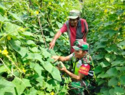 Babinsa Koramil 02/Sukakarya Bantu Petani Panen Mentimun.