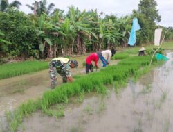 Semangat Kebersamaan Babinsa Koramil 07/Johan Pahlawan Tulus Ikhlas Terjun Ke Sawah Bantu Petani Cabut Benih Padi Siap Tanam