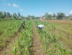 Babinsa Posramil Suka Makmue Bantu Petani Rawat Tanaman Jagung