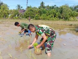 Tingkatkan Kesejahteraan Petani Dituangkan Oleh Sertu Puguh Dengan Membantu Tanam Padi