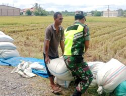 Tingkatkan Swasembada Pangan Babinsa Koramil 03/Seunagan Timur Bantu Petani Angkat Padi Hasil Panen