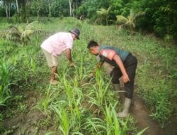 Babinsa di Abdya Perkuat Ketahanan Pangan Pajale