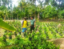 Babinsa Babahrot Dorong Lokal Usaha Pembibitan Kelapa Sawit