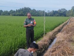 Campur Tangan Babinsa di Pertanian, Ekonomi Abdya Stabil