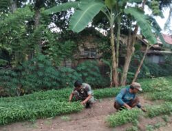 Kuatkan Ekonomi Kerakyatan, Babinsa Koramil 04/Mrb Bantu Petani Panen Sayuran Kangkung