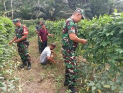 Babinsa Koramil 02/Seunagan Bantu Petani Rawat Tanaman Kacang Panjang