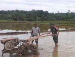 Dukung Program Ketahanan Pangan Babinsa Posramil Tadu Raya Bantu Petani Bajak Sawah