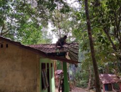 Prajurit Kodim 0105/Abar Melanjutkan Perehabpan Rumah Singgah Makam Teuku Umar