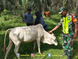 Babinsa Koramil 06/Singkohor Bersama Puskeswan Gelar Vaksinasi Massal Cegah PMK pada Ternak