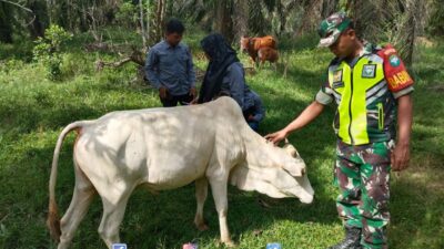 Babinsa Koramil 06/Singkohor Bersama Puskeswan Gelar Vaksinasi Massal Cegah PMK pada Ternak