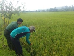 Belanja Masalah Jelang Panen, Babinsa di Manggeng Turun Sawah