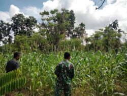 Babinsa Dukung Geliat Warga Abdya Kembangkan Holtikultura Jagung