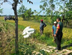 Tonase Panen Padi Petani di Abdya Meningkat, Ini Kata Babinsa