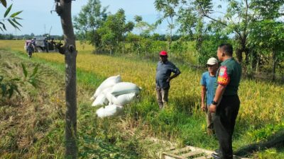 Tonase Panen Padi Petani di Abdya Meningkat, Ini Kata Babinsa