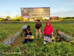 Dandim 0105/Abar Letkol Inf Hendra Mirza, S.E., M.Si., Panen Raya Semangka Non Biji Di Demplot Kodim 0105/Abar