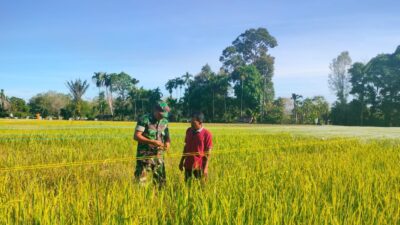 Pastikan Tanaman Padi Terbebas Dari Hama, Babinsa Koramil 04/Mrb Bersama Petani Langsung Terjun Ke Tengah Sawah