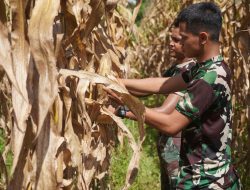 Wujudkan Ketahanan Pangan, Korem 012/TU Panen Jagung