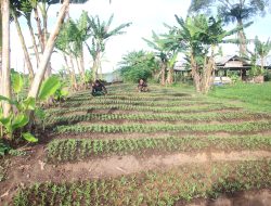 Komoditi Kangkung Dampit Warnai Lahan Ketahanan Pangan Korem 012/TU