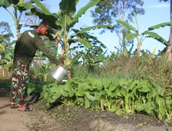 Korem 012/TU Budidayakan Sawi Hijau di Lahan Ketahanan Pangan